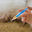 Pig Vaccine