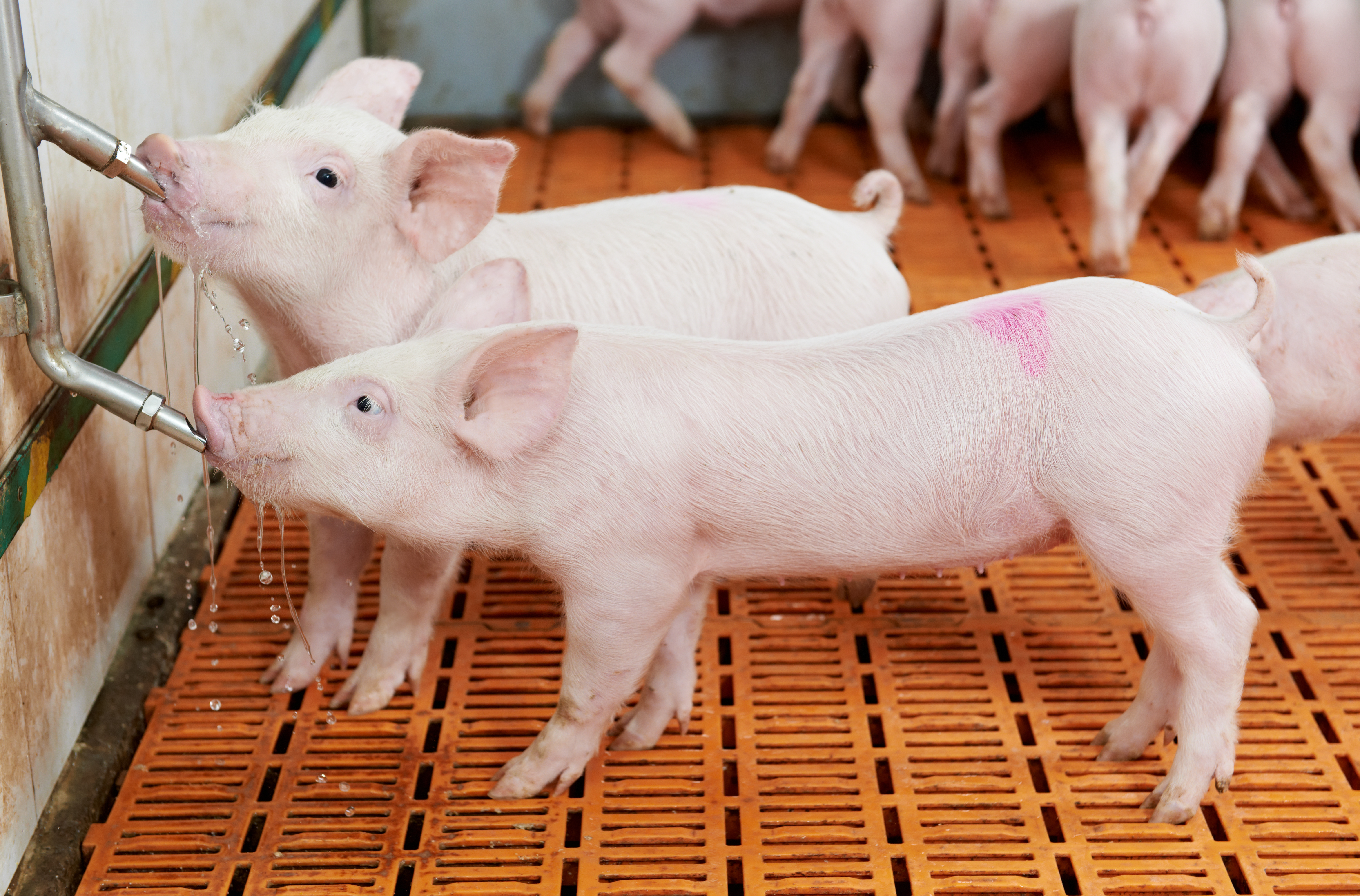 Piglets Drinking Water
