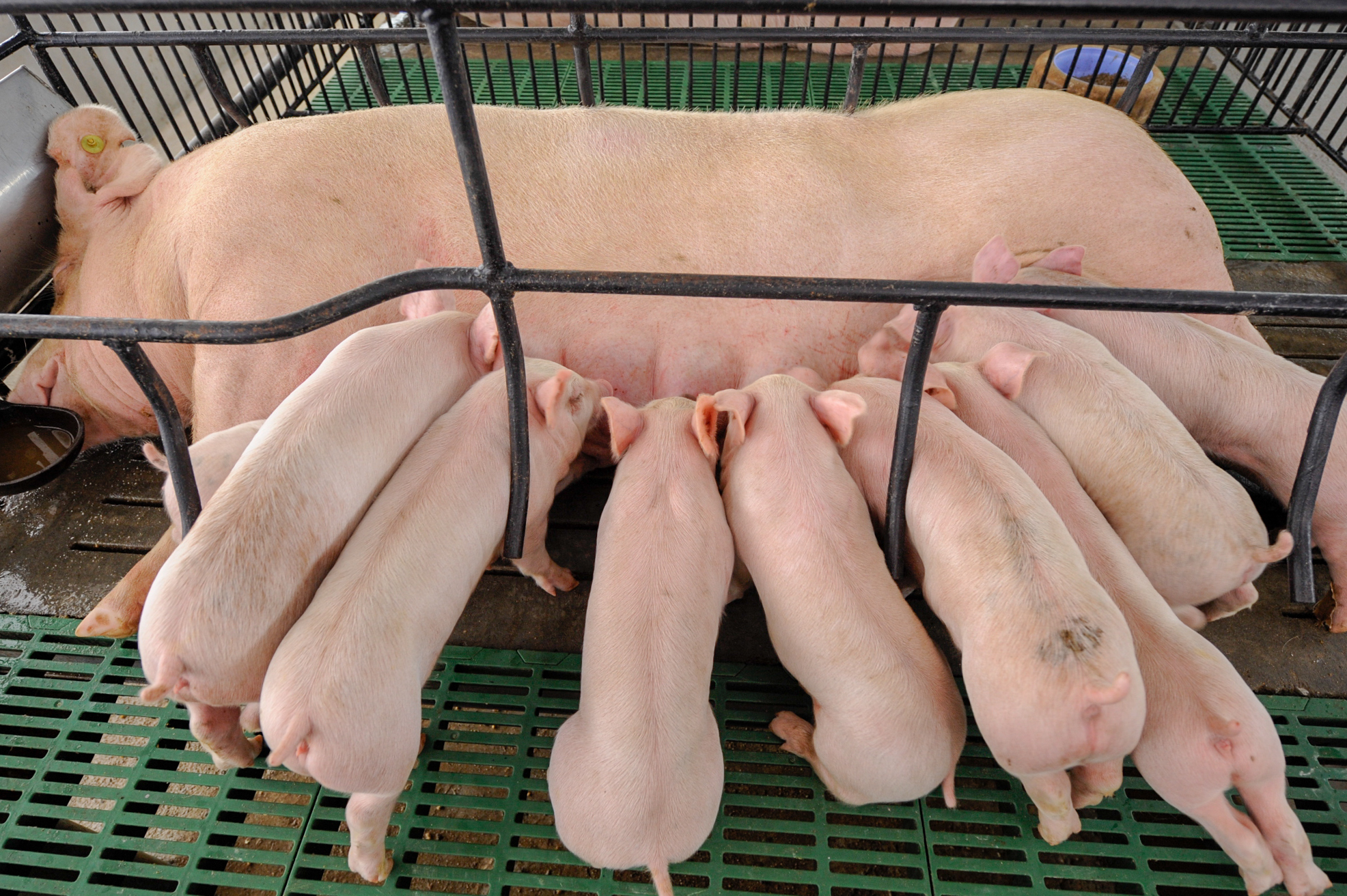 Piglets Farrowing House Sow