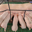 Piglets Farrowing House Sow