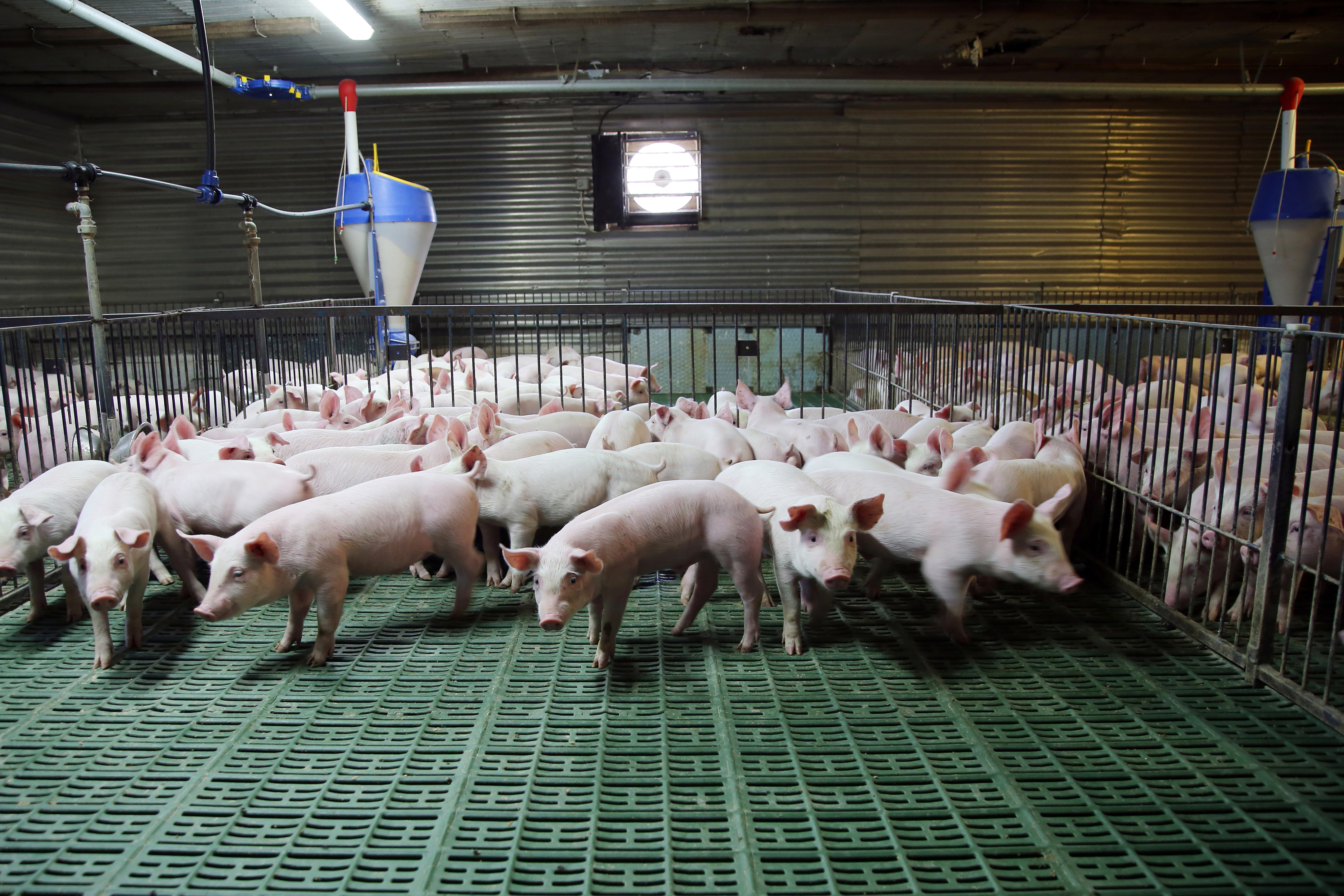 Piglets Modern Pig Farm