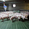 Piglets Modern Pig Farm