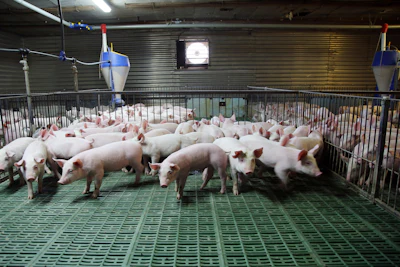 Piglets Modern Pig Farm