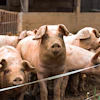 Pigs Piglets On Farm