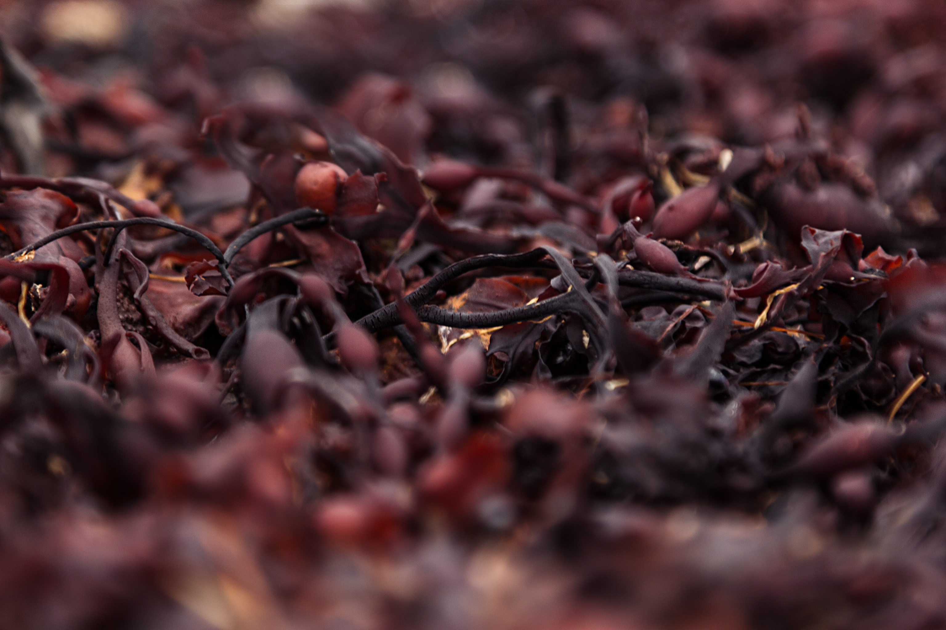 Red Seaweed