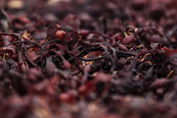 Red Seaweed