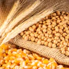 Soybean Wheat And Corn
