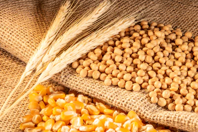 Soybean Wheat And Corn