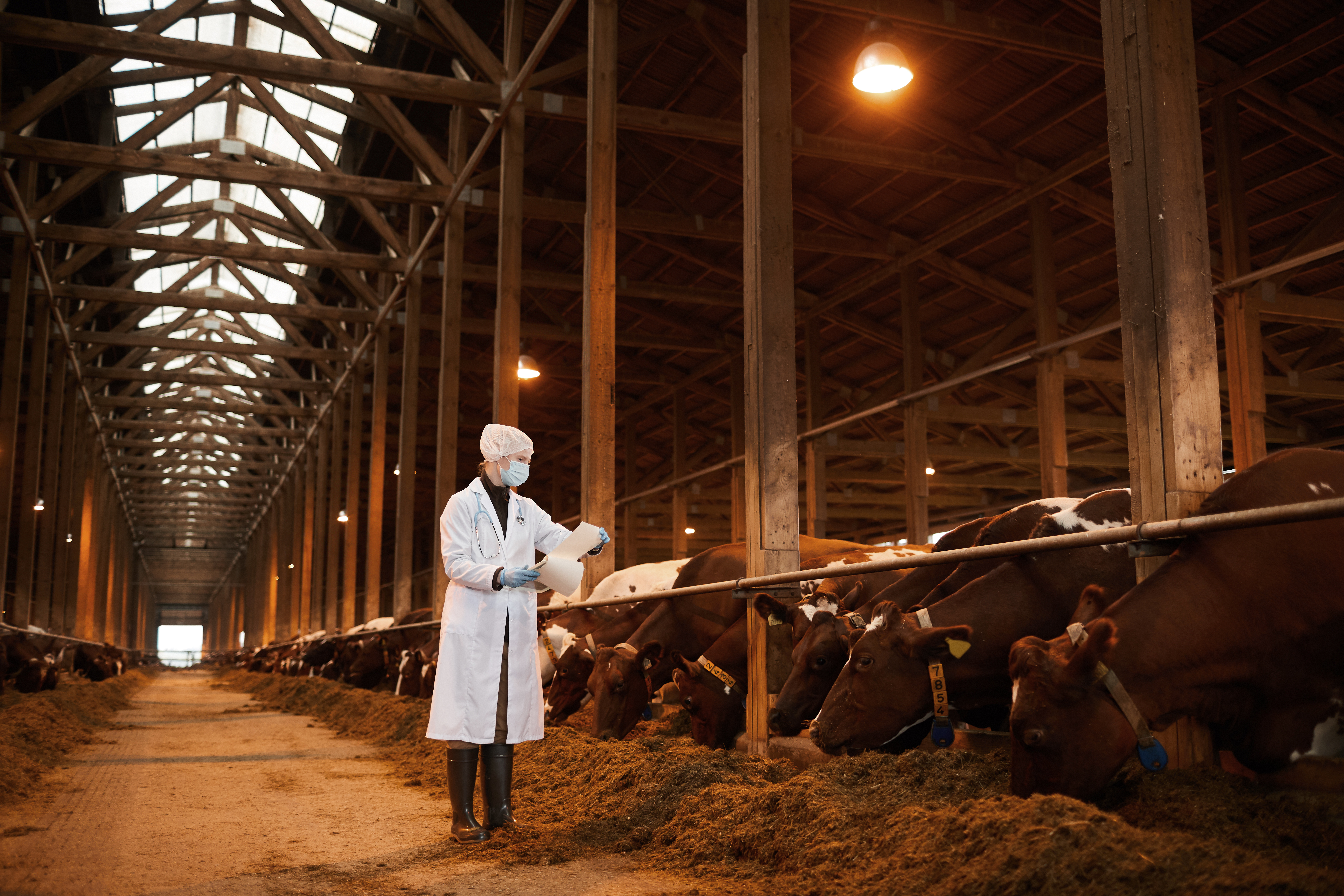 Vet With Cows