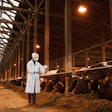 Vet With Cows
