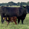 Beef Cattle Genevieve D’souza Mis State