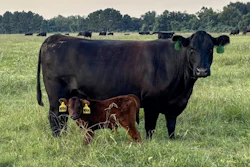 Beef Cattle Genevieve D’souza Mis State