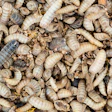 Black Soldier Fly Larva