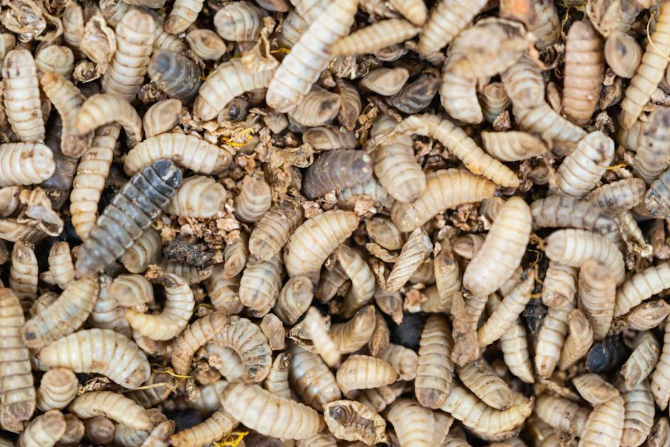Insect producers see opportunity amid potential fishmeal shortage