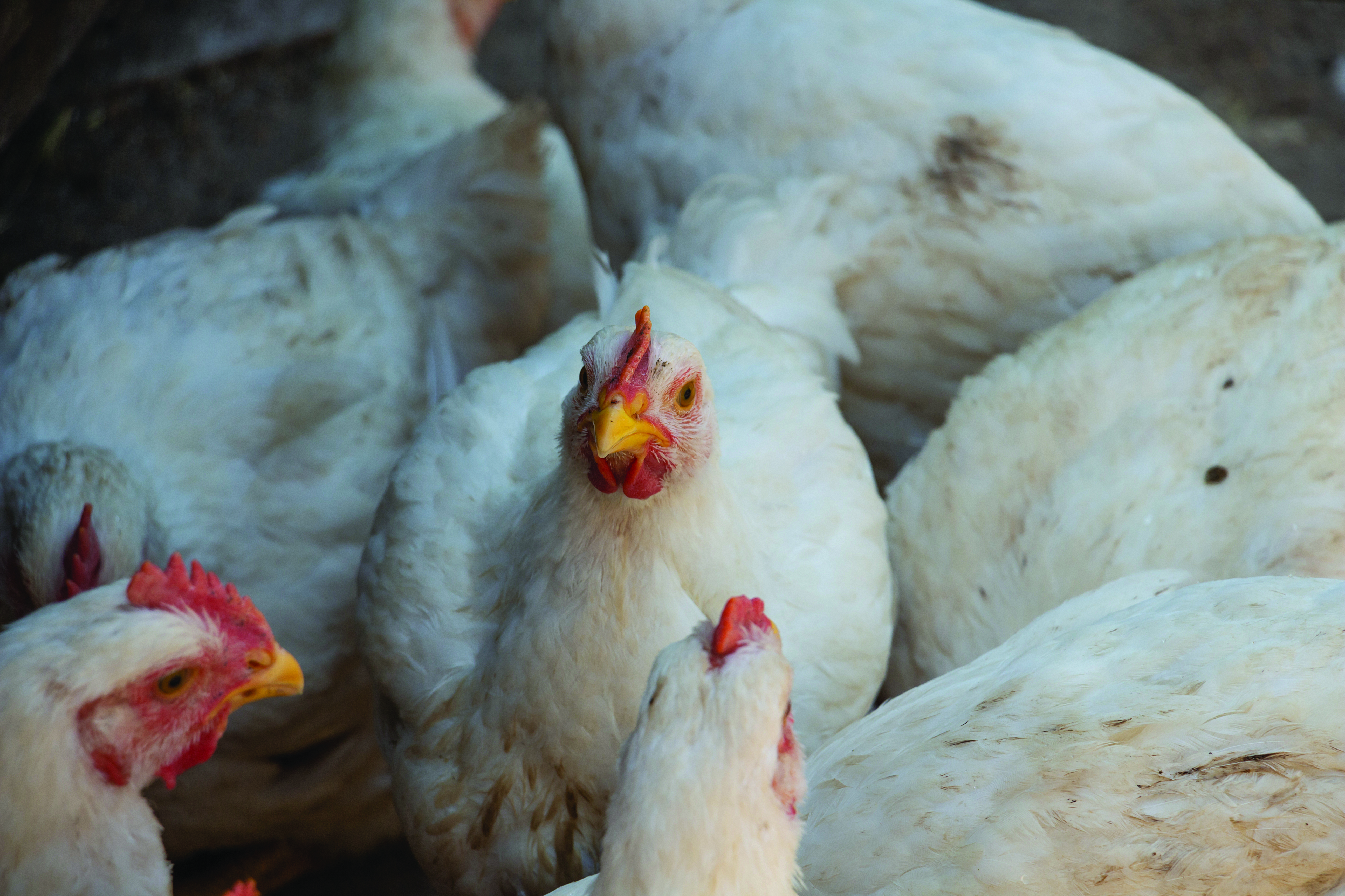 Broilers Up Close