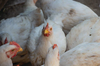 Broilers Up Close