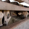 Dairy Cattle Eating