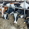 Dairy Sustainability