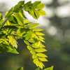 Gamal (madre de cacao; Gliricidia sepium)