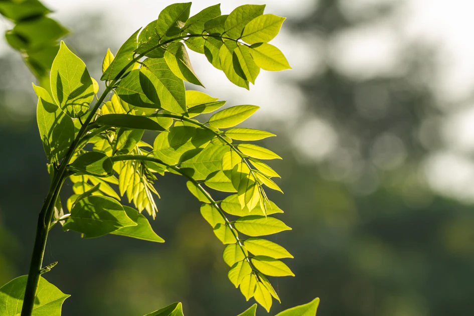 Indonesia pushes to grow more drought-tolerant forages