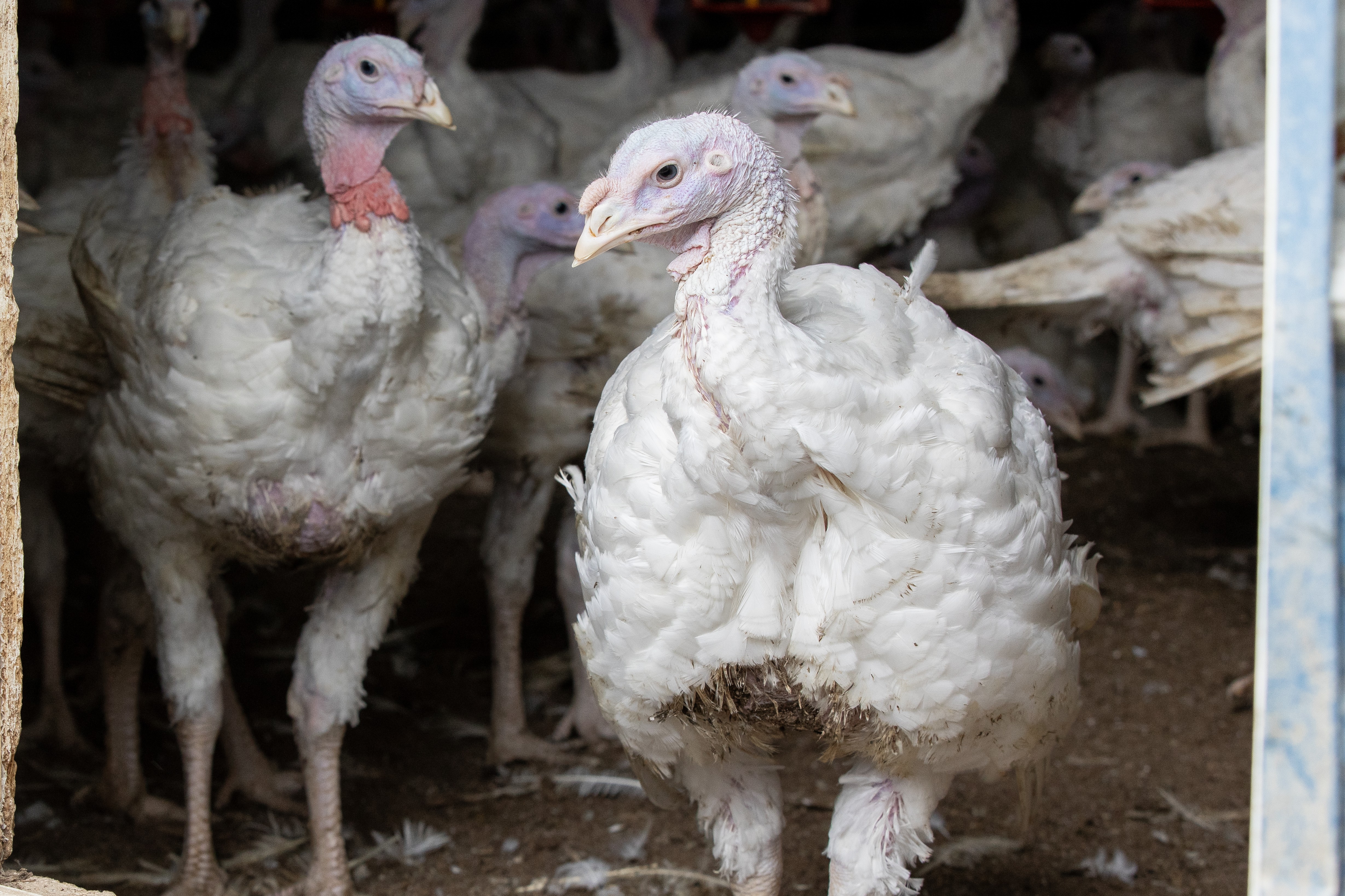Plainville Farms has been acquired by the Wenger Group. Pictured are turkeys raised for Plainville Farms by a contract grower in Pennsylvania.