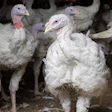 Plainville Farms has been acquired by the Wenger Group. Pictured are turkeys raised for Plainville Farms by a contract grower in Pennsylvania.