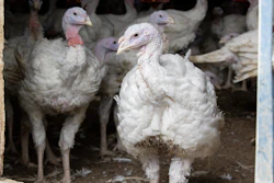 Plainville Farms has been acquired by the Wenger Group. Pictured are turkeys raised for Plainville Farms by a contract grower in Pennsylvania.