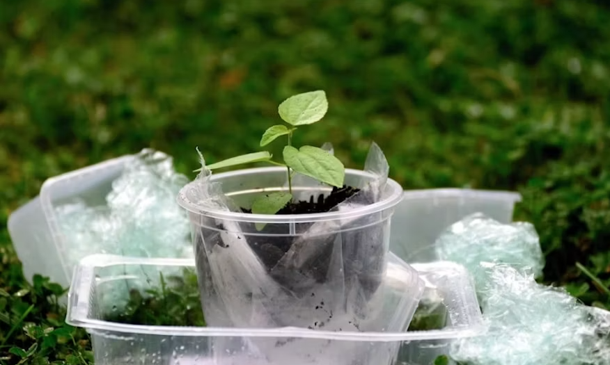 Young green seedling sprouting in clear plastic cup with soil on grass background