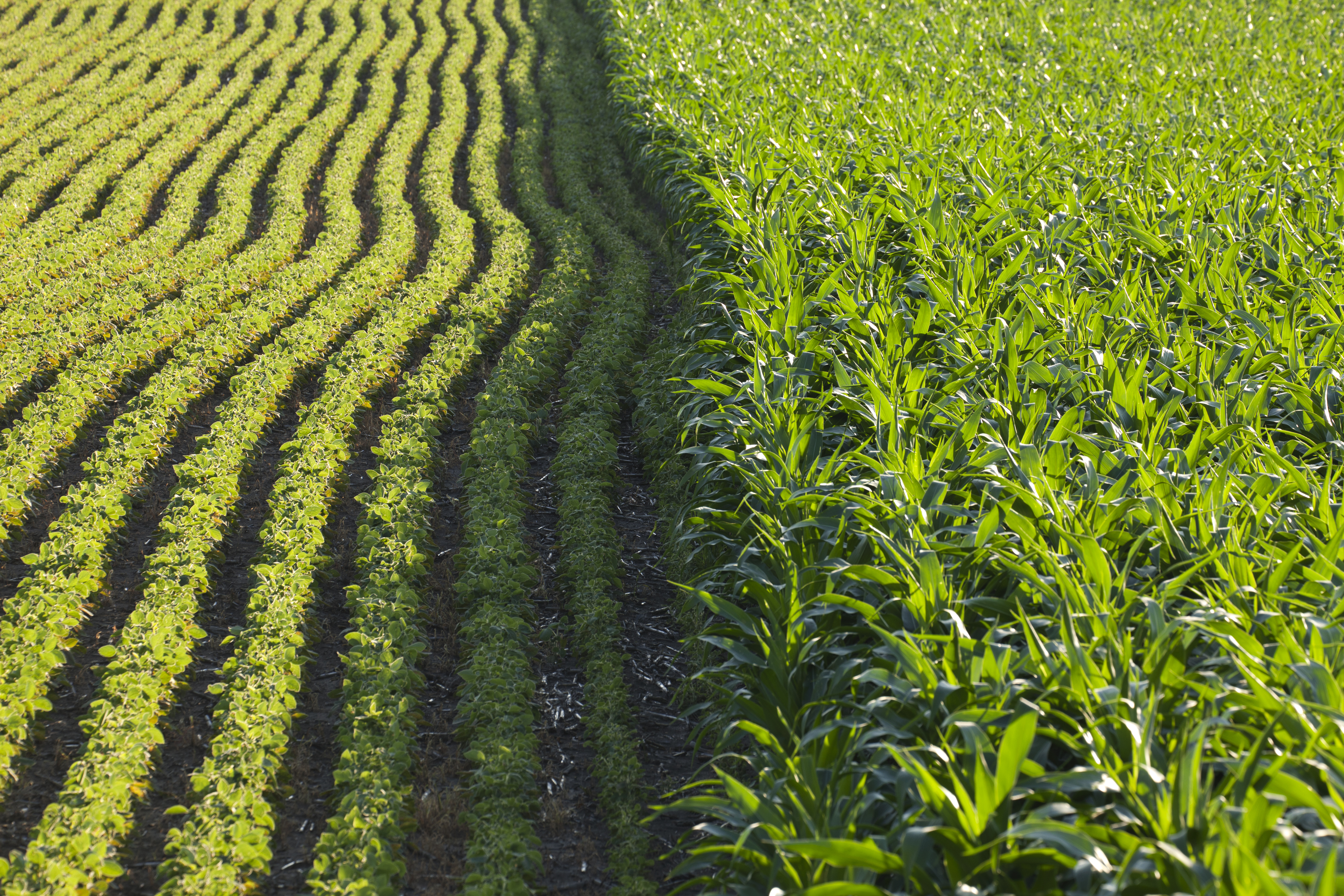 Rows Of Corn And Soybeans