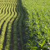 Rows Of Corn And Soybeans
