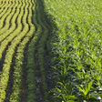 Rows Of Corn And Soybeans