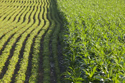 Rows Of Corn And Soybeans