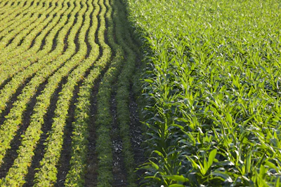 Rows Of Corn And Soybeans