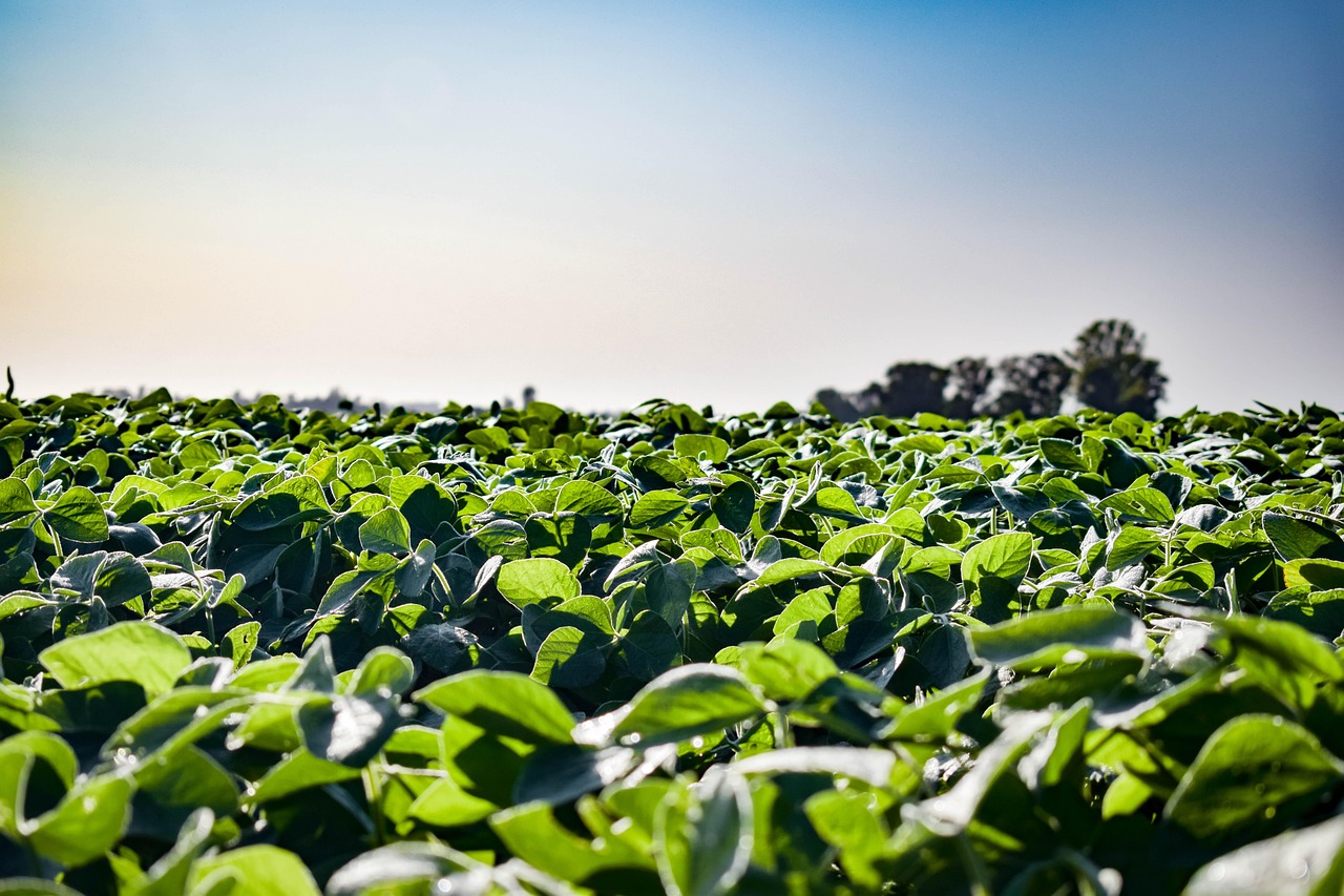 EU aims to boost domestic protein crops