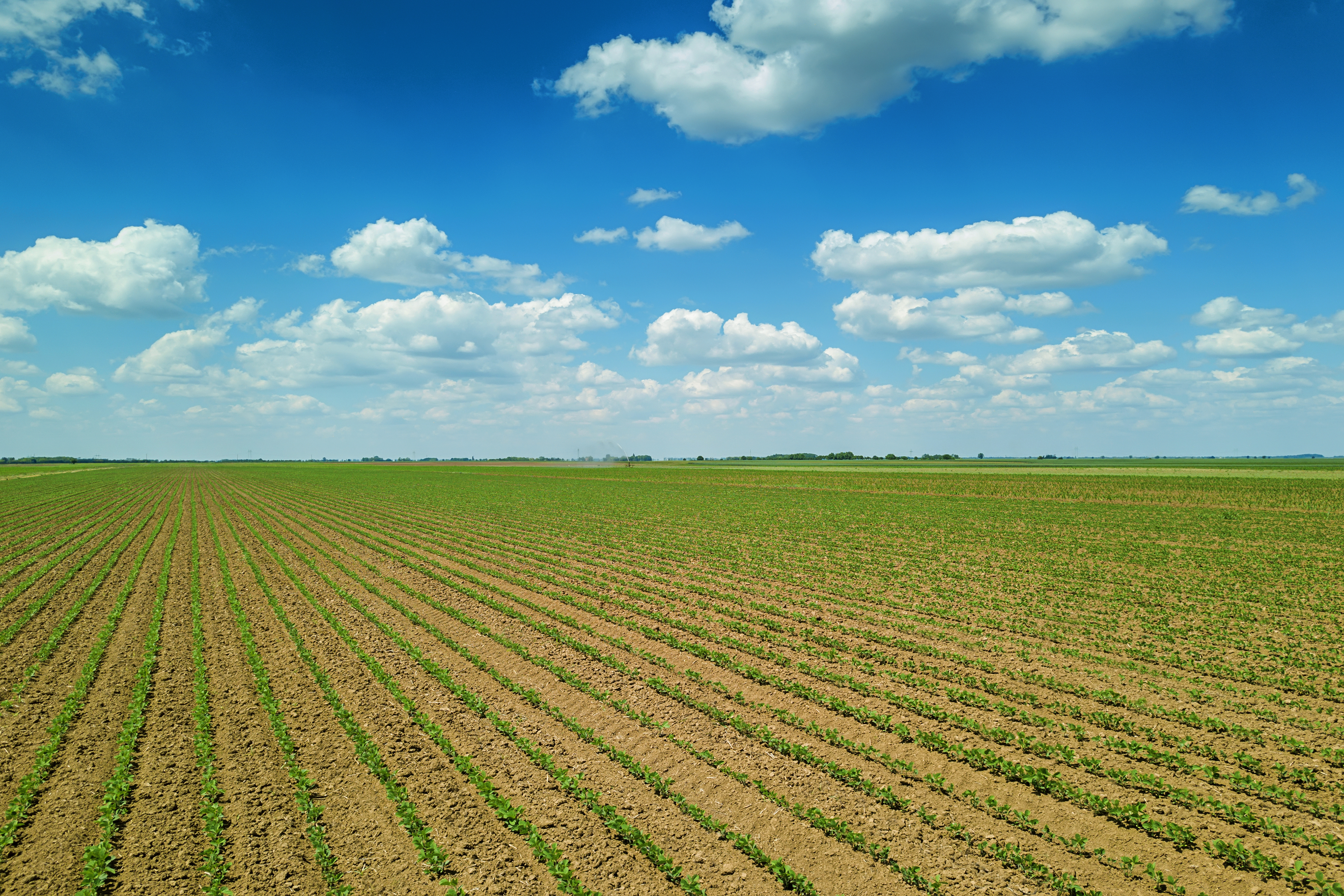 Aerial View Soybean Field