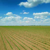 Aerial View Soybean Field