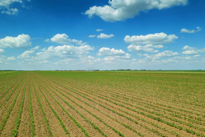 Aerial View Soybean Field