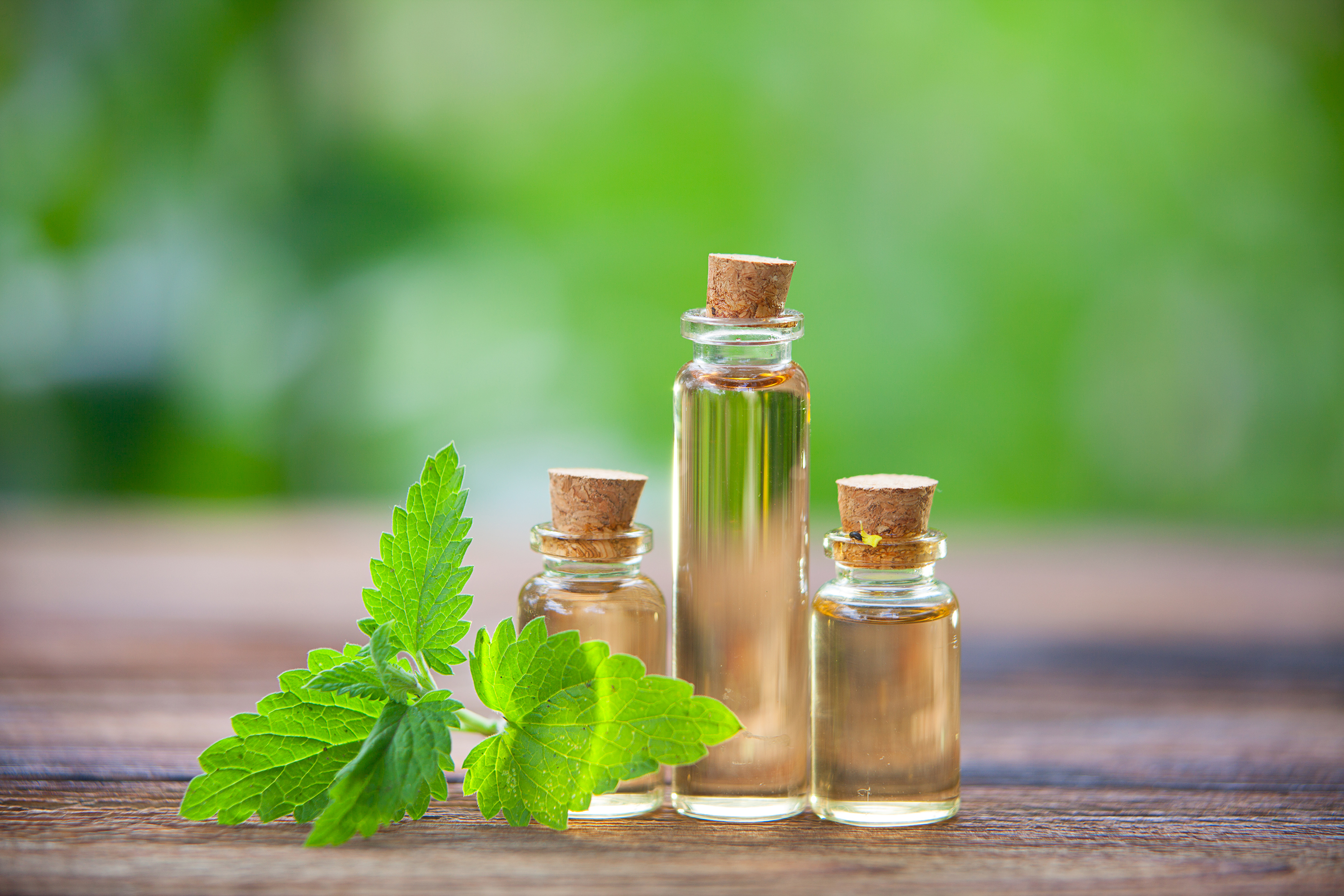Bigstock Catmint Essential Oil In Beau 213258466