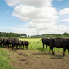 Black Angus Cattle Beef