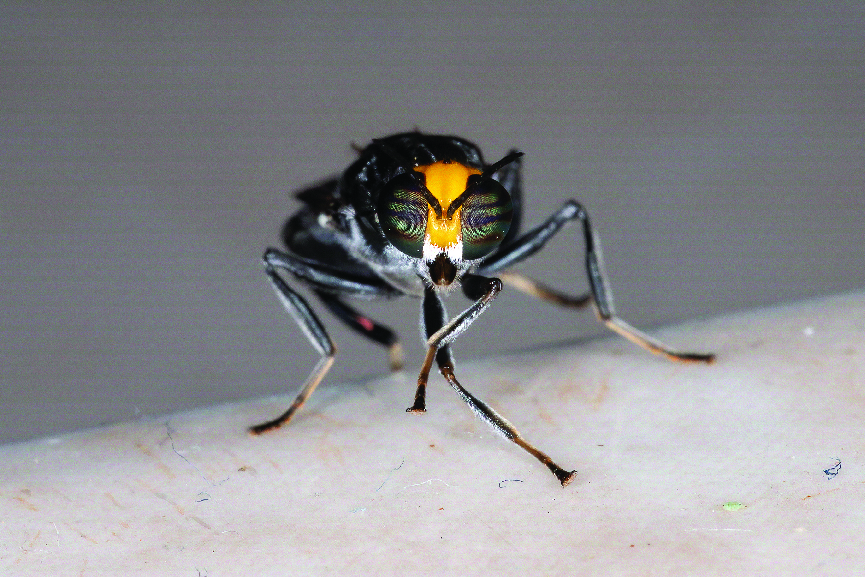 Black Soldier Fly Close Up