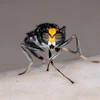 Black Soldier Fly Close Up