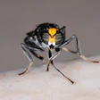 Black Soldier Fly Close Up