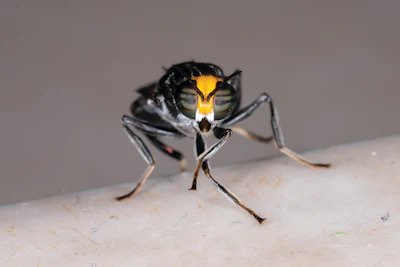 Black Soldier Fly Close Up