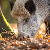 Boar