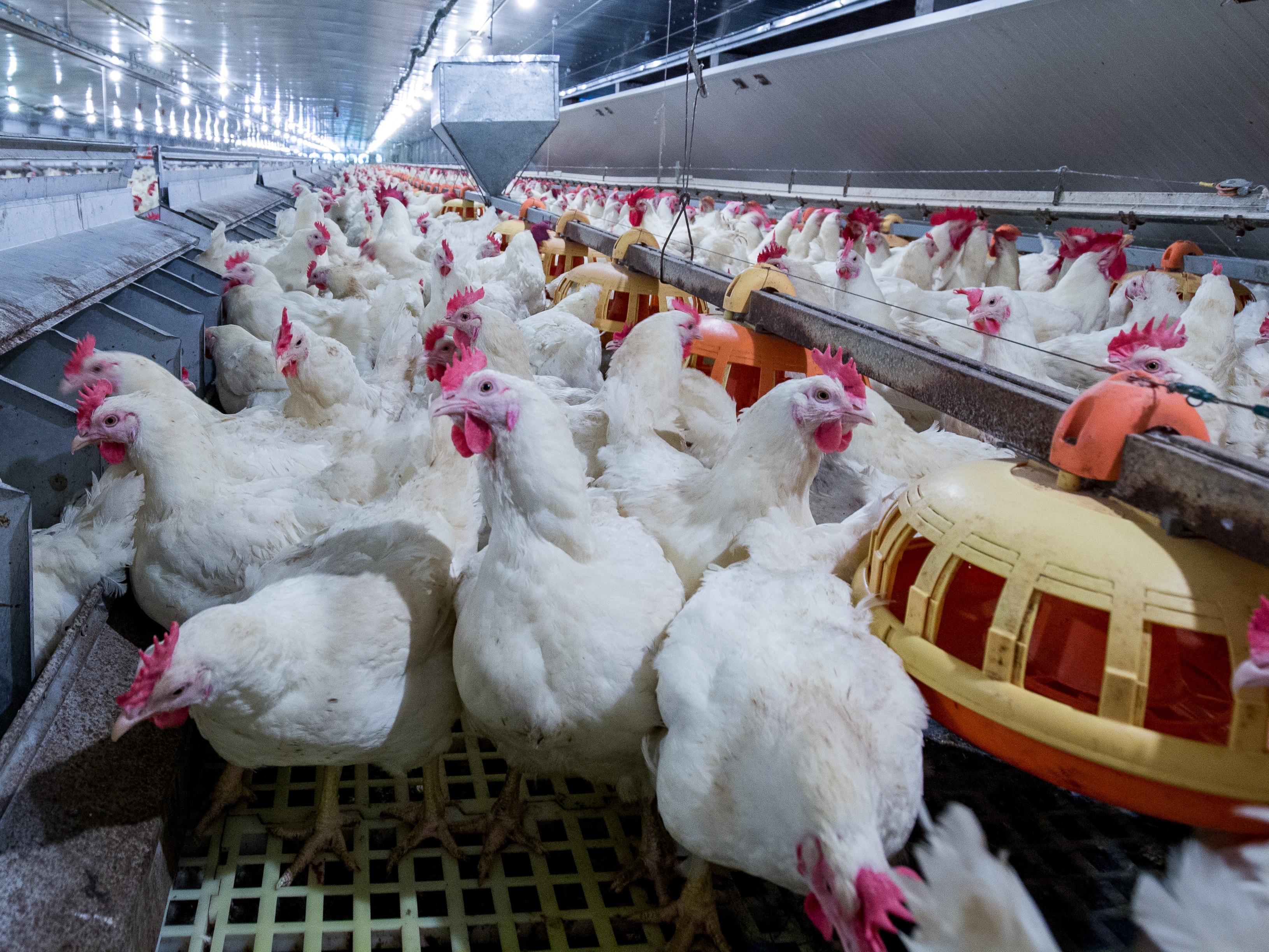 Broilers Feed