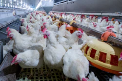 Broilers Feed