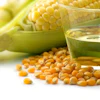 Corn Kernels Oil