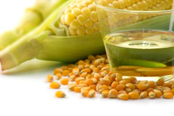 Corn Kernels Oil