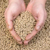 Feed Pellets In Hand