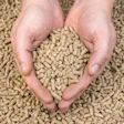 Feed Pellets In Hand